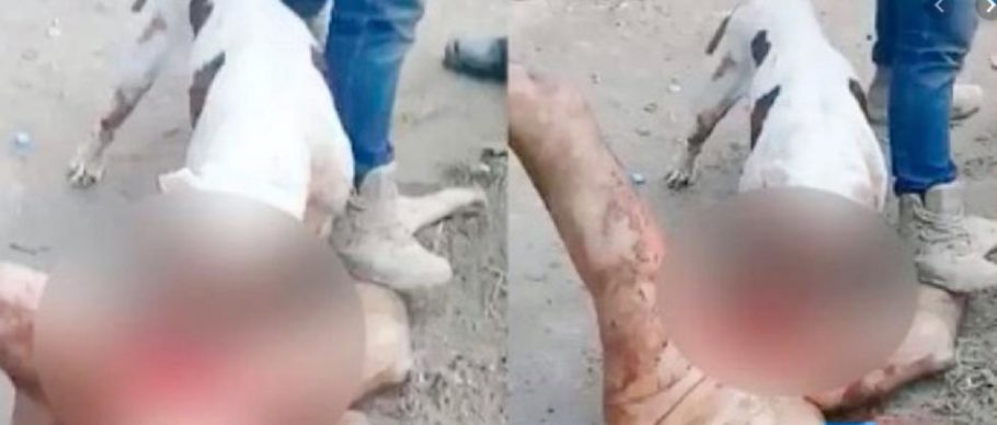  Vídeo mostra pitbull arrancado pênis de um homem suspeito de estupro no México