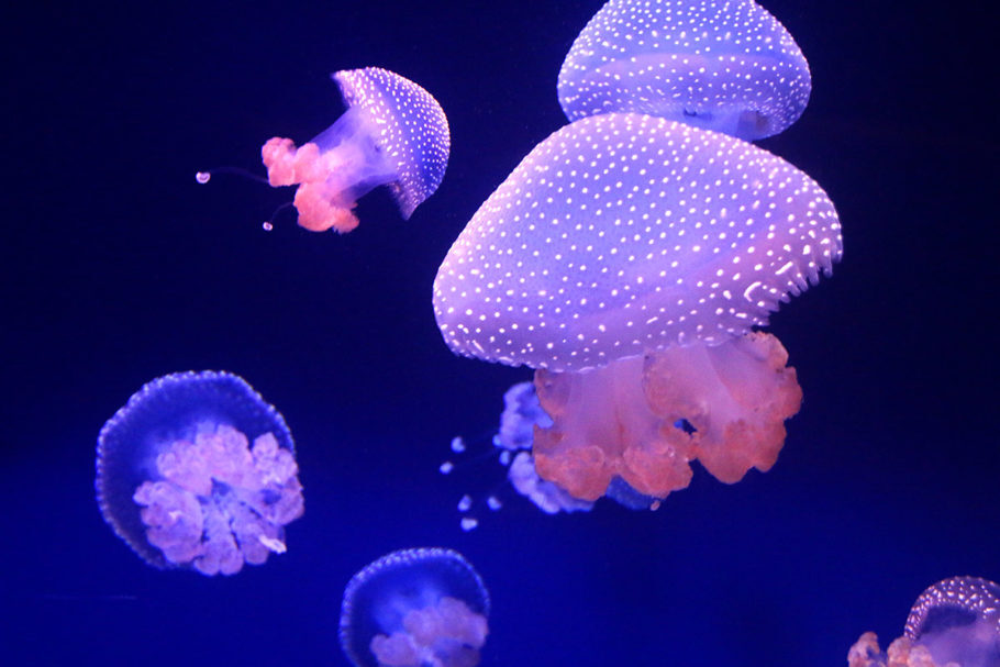 Um dos tanques dignos de ser admirado é o das águas vivas, também chamadas de cogumelo do mar. Elas habitam os oceanos, pasmem, há 650 milhões de anos! Sua forma fluida e extraordinária e seus graciosos movimentos hipnotizam os frequentadores