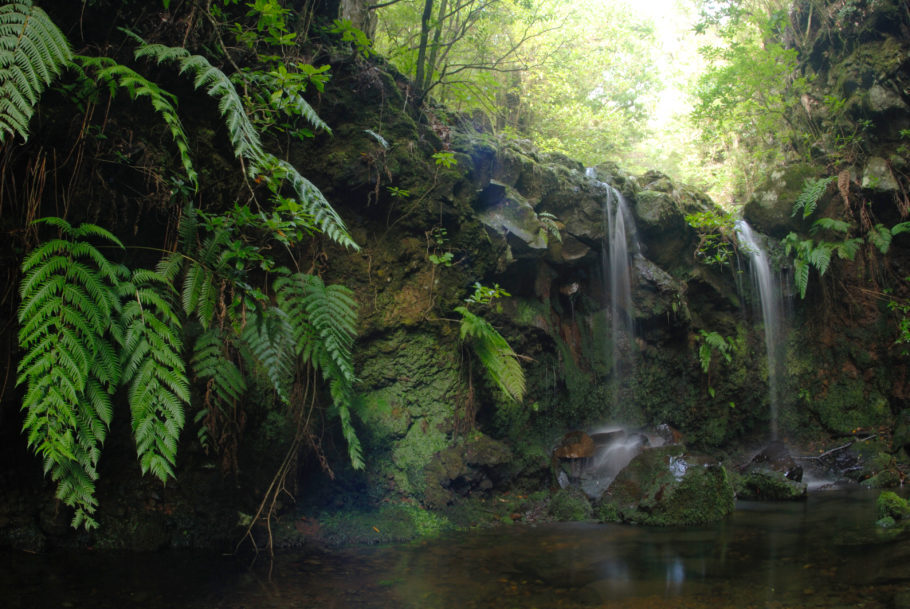 Floresta no Parque Natural da Madeira