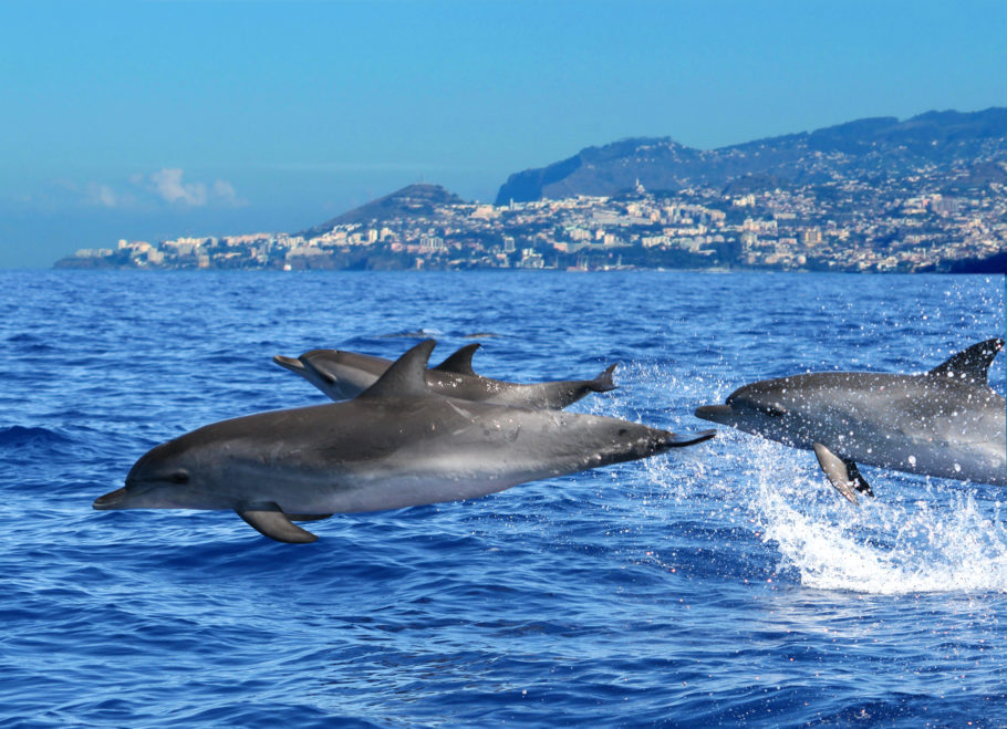 Golfinhos são uma das atrações da Madeira
