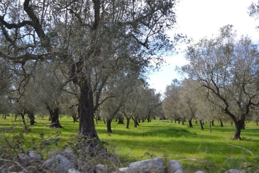 Plantações de oliveiras enfeitam o caminho