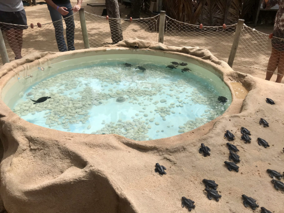 Pequenas piscinas abrigam filhotes de tartarugas marinhas que serão soltas no mar