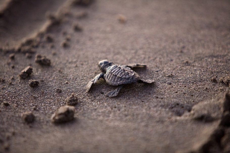 Quase todas as espécies de tartarugas marinhas são classificadas como ameaçadas de extinção