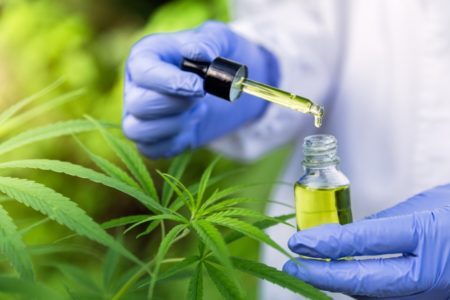Uso de cannabis medicinal é aprovada pelo Senado e tramitará como projeto de lei