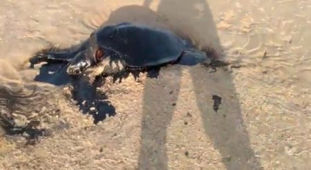 A tartaruga foi encontrada morta na Ilha dos Poldros, localizada no Delta do rio Parnaíba