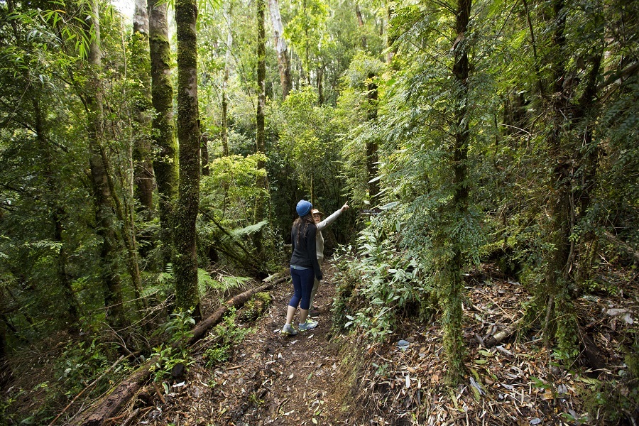 Parque Nacional Chiloé protege mais de 42 mil hectares de floresta fria valdiviana