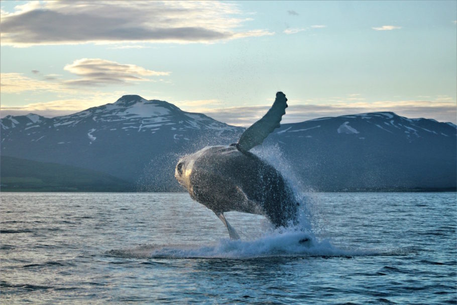 Observação de baleias em Akureyri, no norte da Islândia