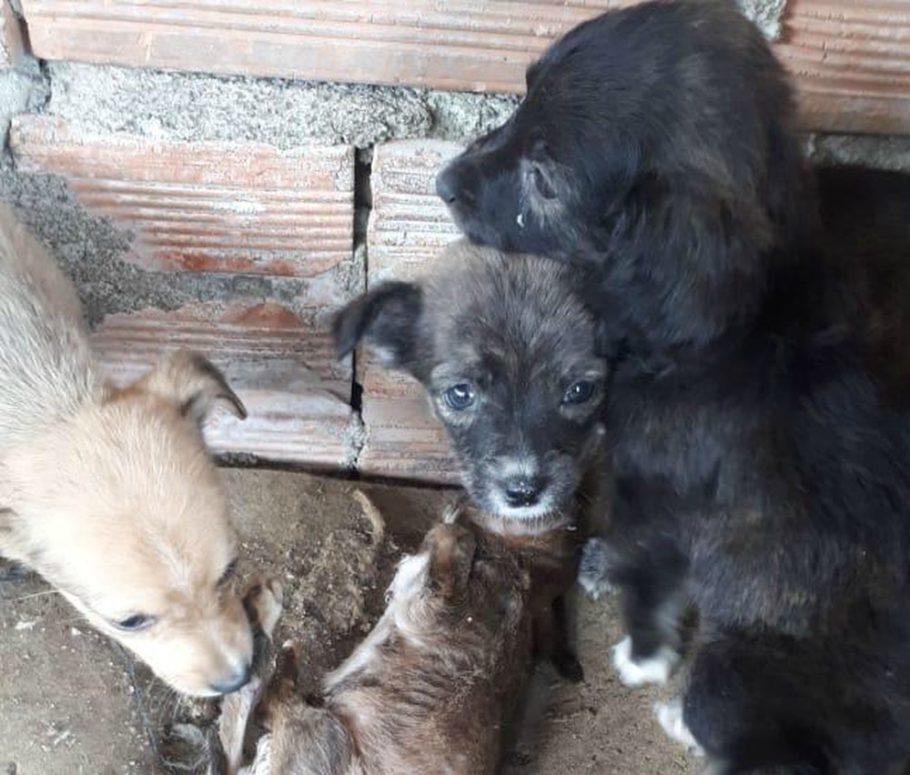 Os cachorros foram encontrados em Barra do Turvo (SP)