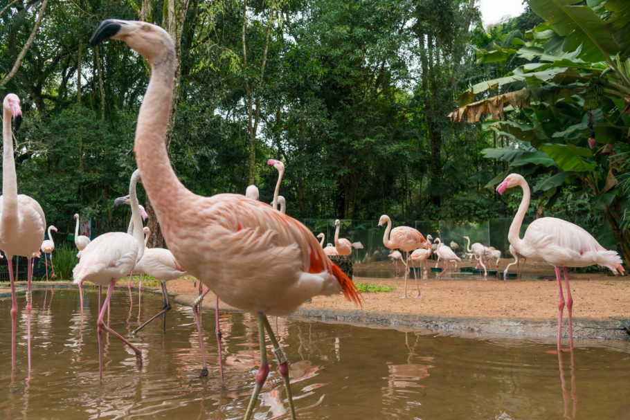  Flamingos no Parque das Aves, em Foz do Iguaçu