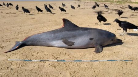O golfinho foi encontrado em Feliz Deserto, no litoral sul de Alagoas