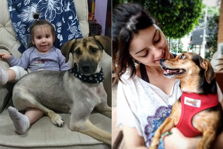 tutores com seus cães