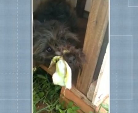 Vídeo mostra cachorro com focinho amarrado com tecido e acorrentado no interior do Paraná