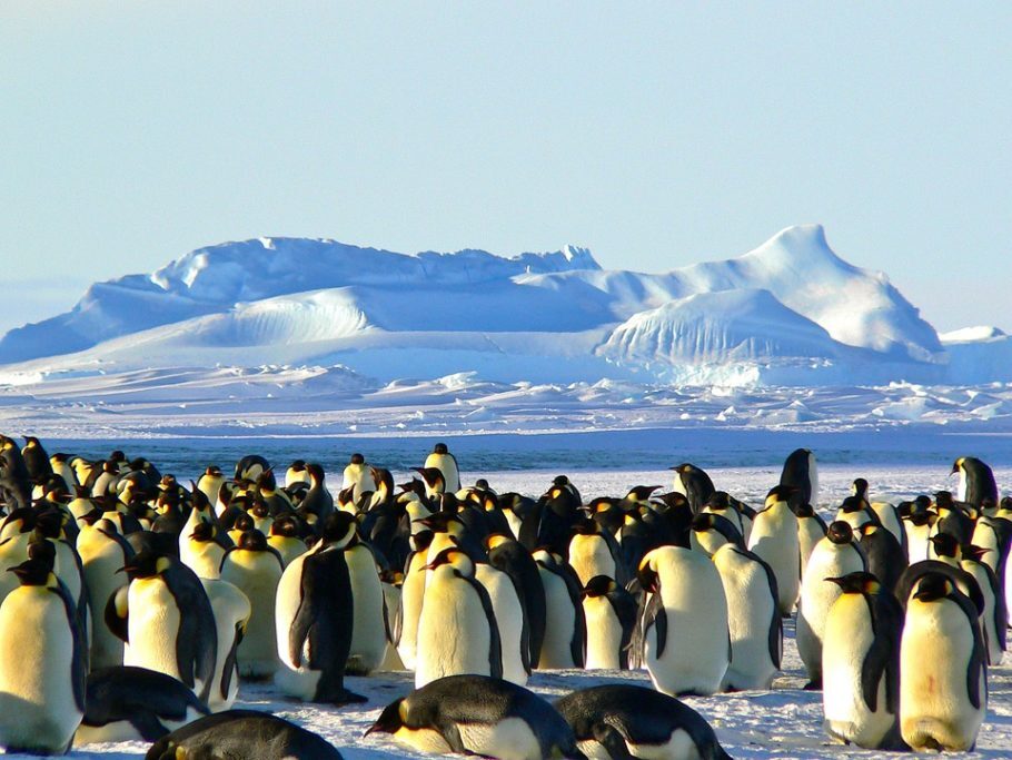 Os pesquisadores analisaram 80 amostras de fezes de pinguins