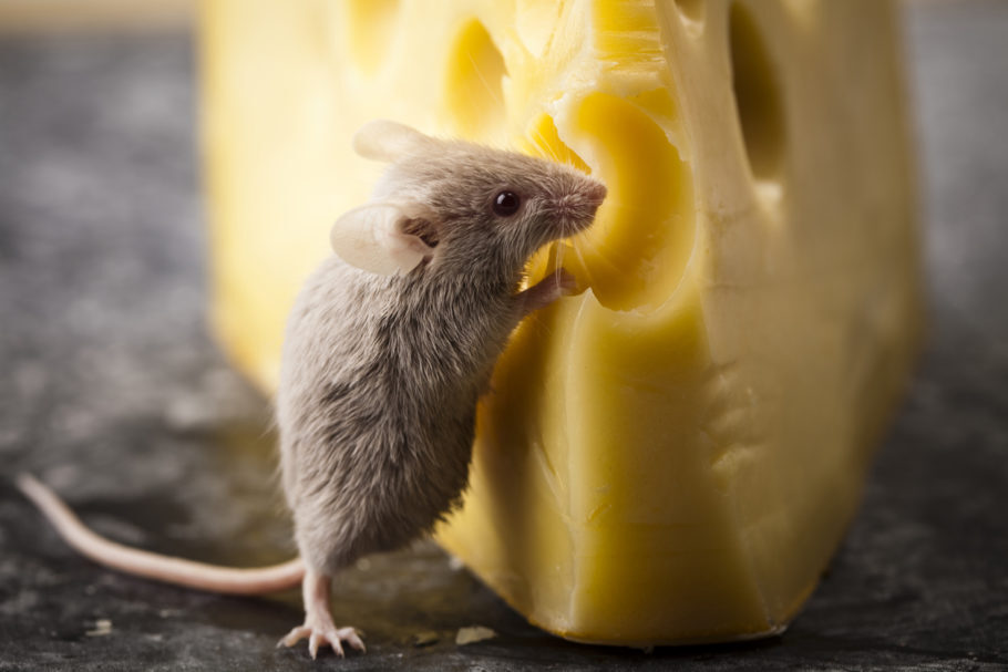 Cientistas observaram o efeito do sal em excesso em ratos