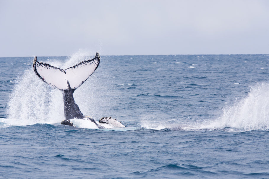 A observação de baleias é uma das atrações na praia do Forte