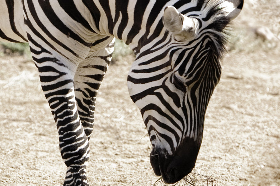 A zebra foi morta após tentativas de resgate executadas por uma equipe