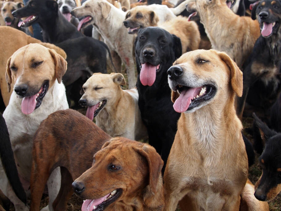 cachorros em um abrigo