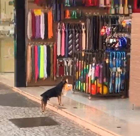 Vídeo: Cachorro viraliza ao ‘furtar’ brinquedo de pelúcia em loja