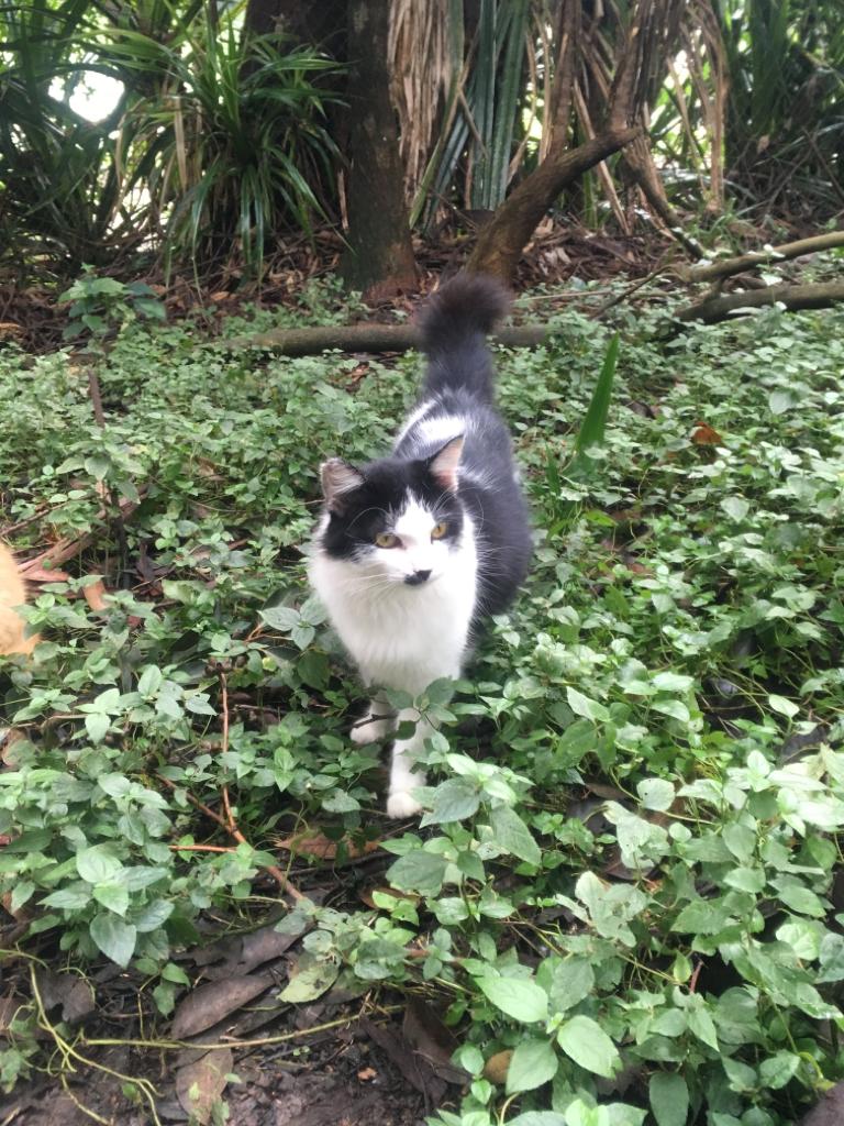 Chaplin é um dos gatos castrados e bem-cuidados do Pq Aclimação | Foto: Arquivo Pessoal