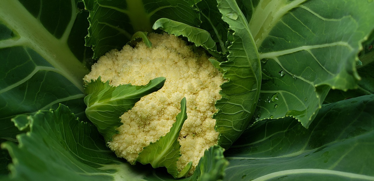 Por possuir uma composição nutricional muito completa que fornece ao organismo muitas vitaminas e benefícios, a couve-flor é uma importante fonte de antioxidantes para prevenir doenças – iStock/Getty Images