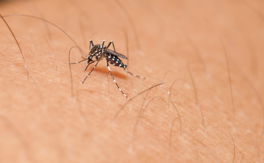 Hospital da capital espanhola diagnosticou a dengue em um adulto jovem cujo parceiro havia viajado a uma zona endêmica