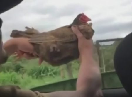 Estudantes de veterinária circularam com a galinha para fora da janela
