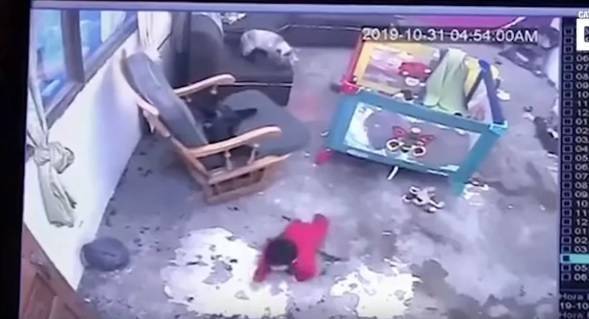 Vídeo mostra bebê indo em direção a uma escada; criança foi salva da queda por uma gata