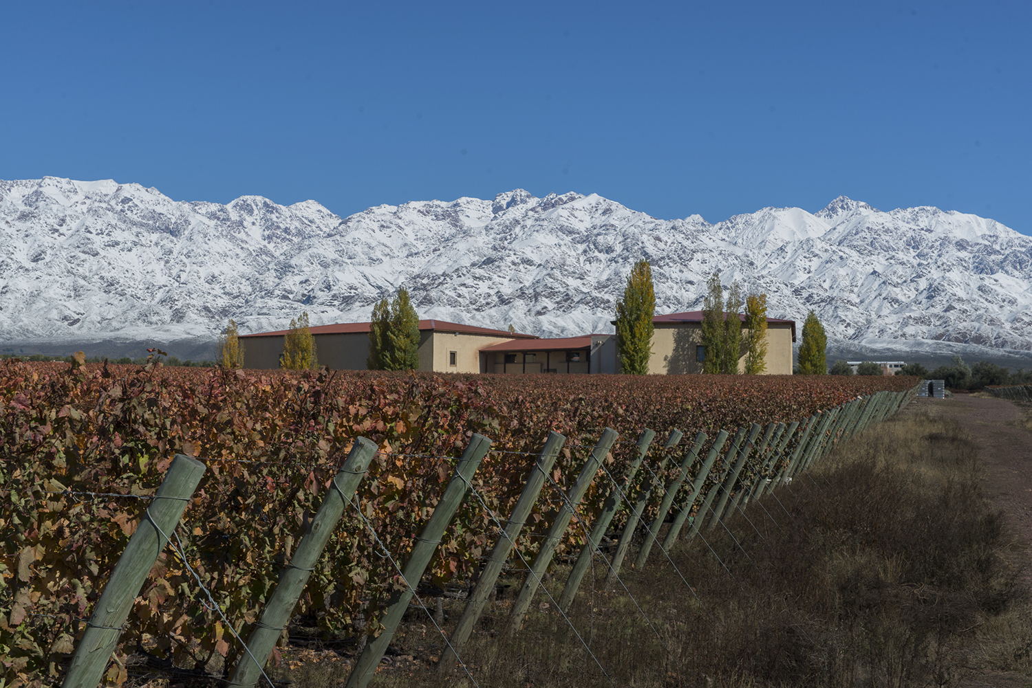 Mendoza, uma das principais regiões produtoras de vinho da Argentina