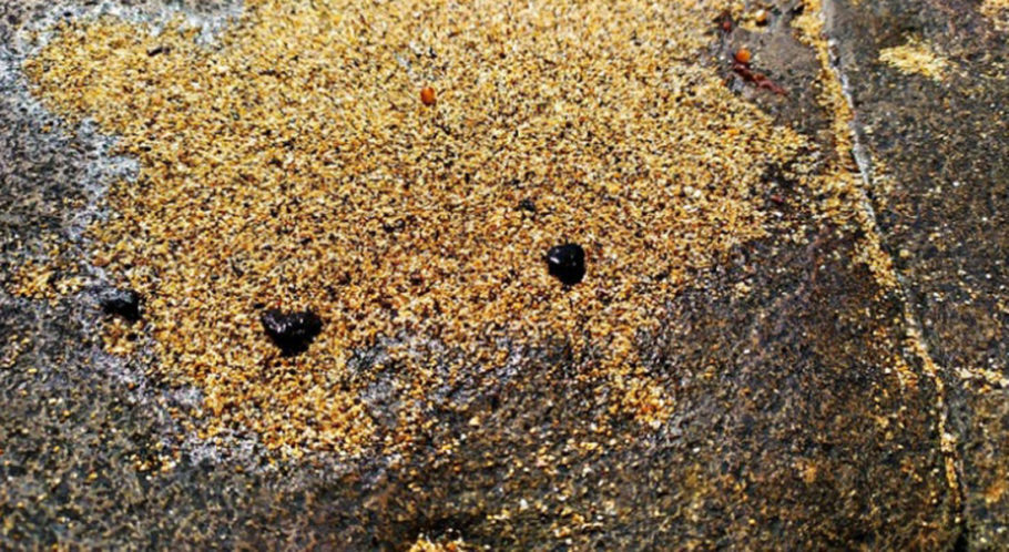 Fragmentos de óleo na praia norte da Ilha de Santa Bárbara