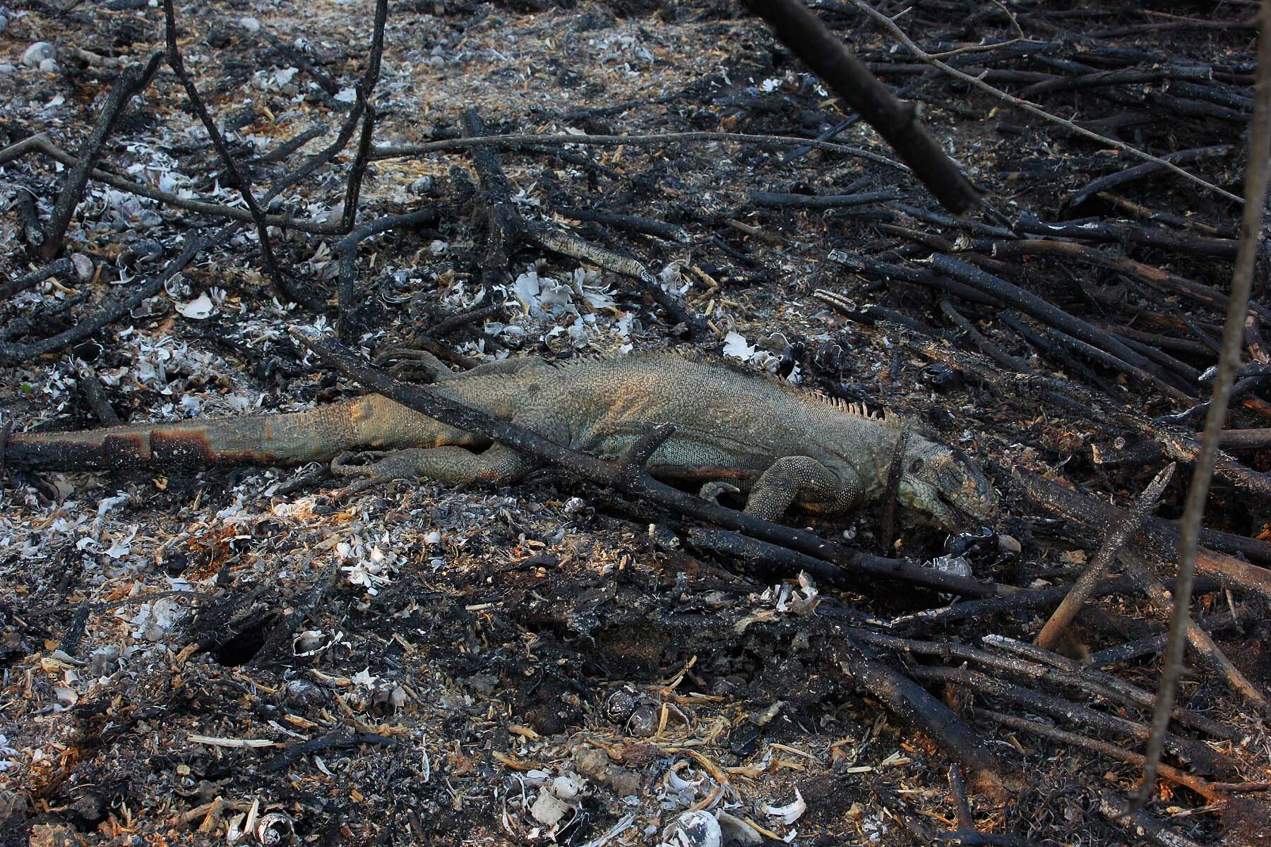 O maior centro de reprodução da arara-azul no Pantanal teve 60% da área atingida pelo fogo