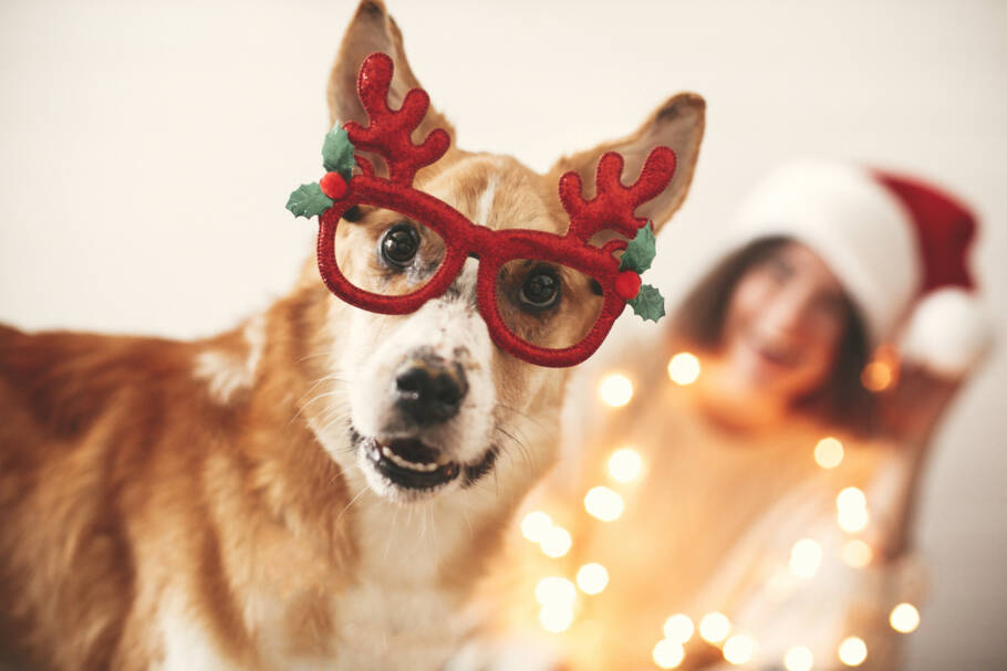cachorro com fantasia de natal