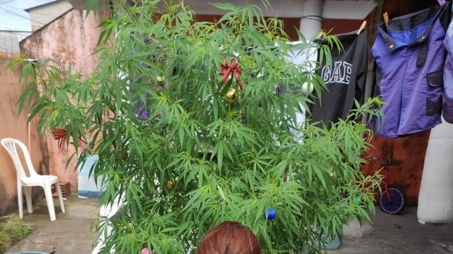Árvore de Natal de maconha foi apreendida pela Polícia Militar do Espírito Santo