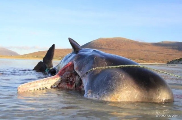 A baleia cachalote foi encontrada morta na Ilha de Harris, na Escócia
