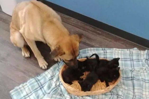 A cachorra protegeu cinco filhotes de gato