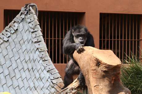 Após ação movida pela ANDA, Black foi transferido para o Santuário de Grandes Primatas