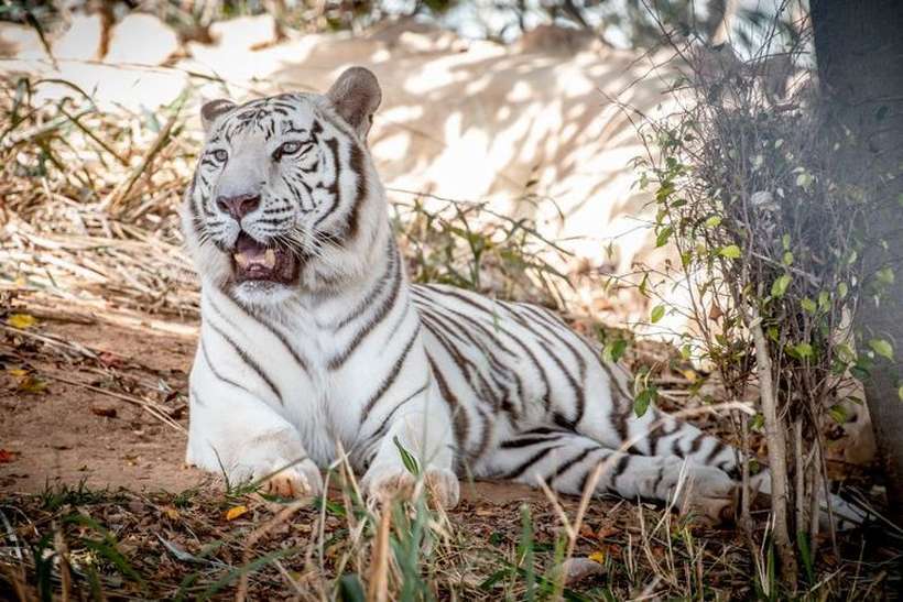 Zoológico de Brasília/Divulgação