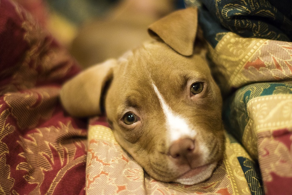 Cachorro Pitbull - Grande Belo Horizonte, Minas Gerais