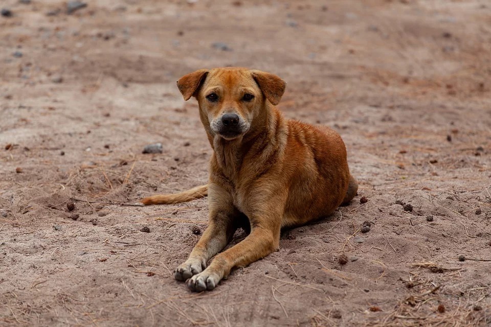 Os dados sobre o número de animais abandonados são do Instituto Pet Brasil