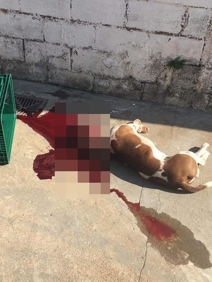 Policiais mataram o cachorro com um tiro