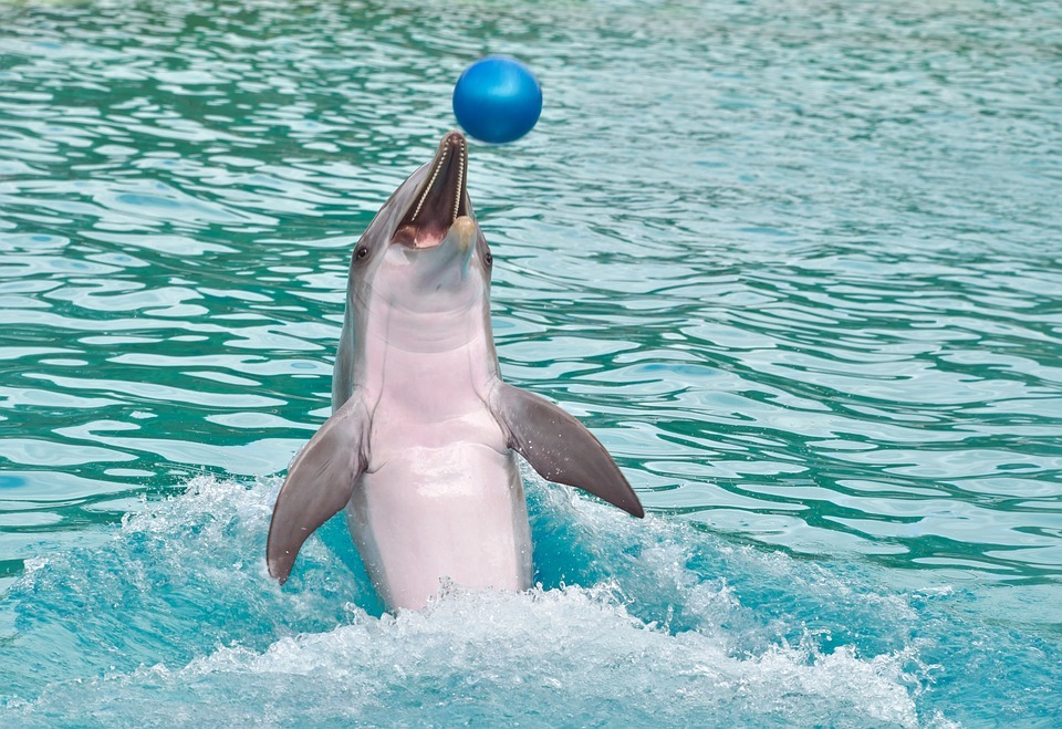 Empresas de turismo são acusadas de maus-tratos a golfinhos