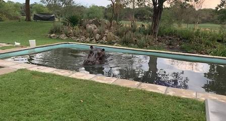  Hipopótamos passou a virada do ano se banhando