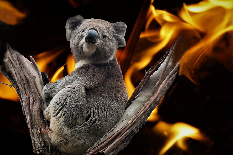 Mais de um bilhão de animais morreram em incêndios na Austrália