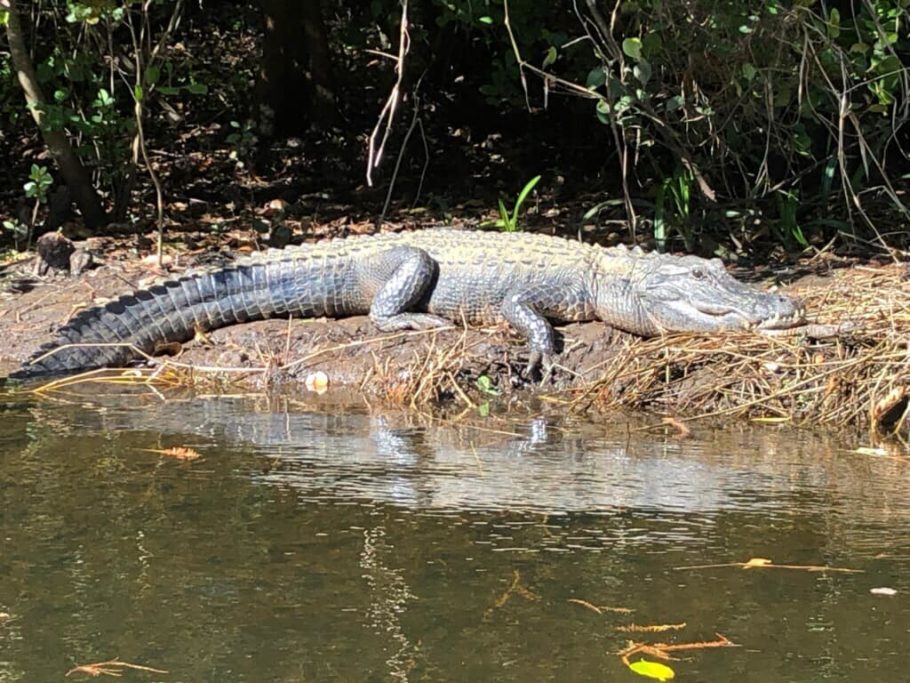Aligator na beira do Loxahatchee River, avistado durante caiaque no Riverbend Park