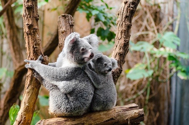 A Austrália é a grande responsável pela “catástrofe” com os coalas