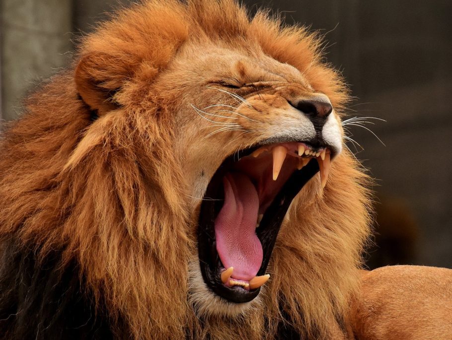 Leões podem estar extintos até 2031, alerta entidade