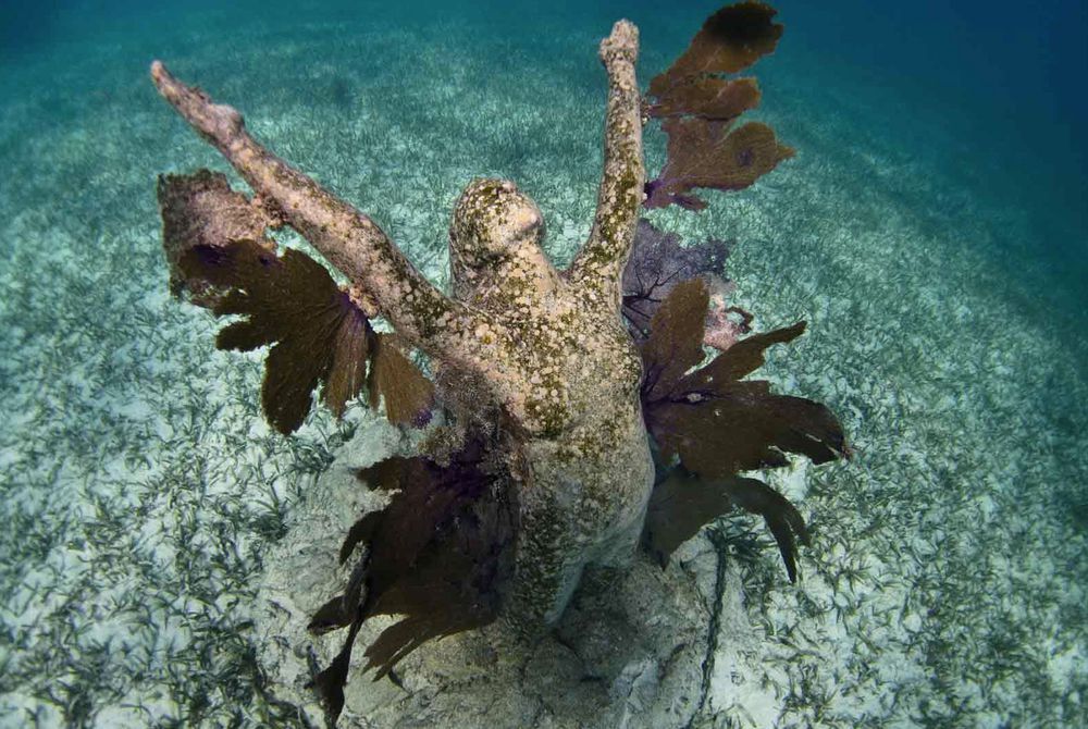 As estátuas do Musa, cobertas de corais