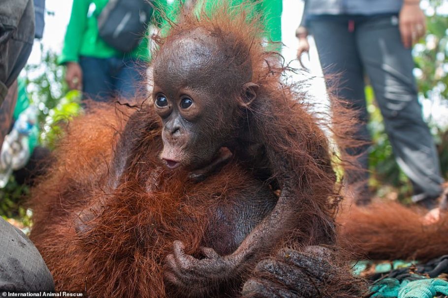 As ameaças à sobrevivência de orangotangos aumentaram desde que o fogo atingiu a região