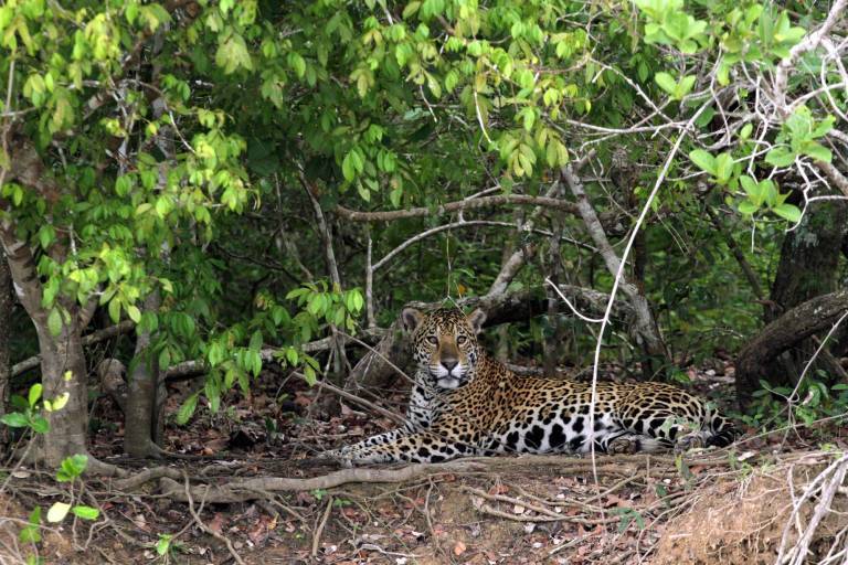 Observação de onças, no Pantanal Norte, no Mato Grosso; Saiba o que que fazer no Pantanal