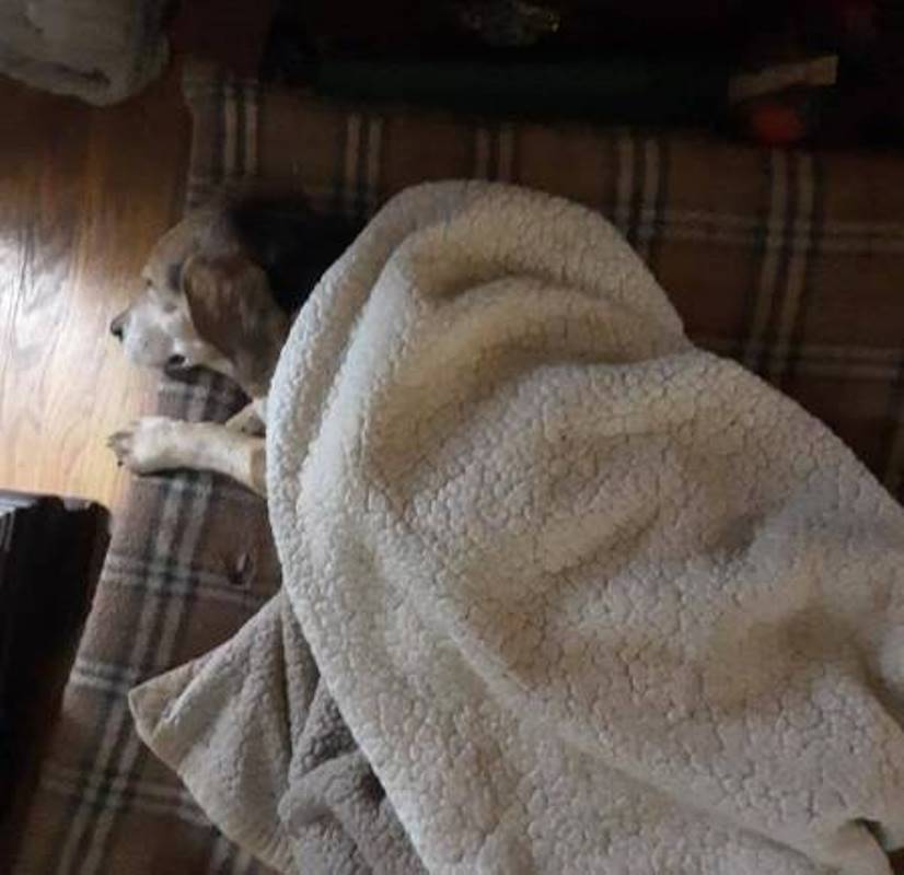 Henry descansa quentinho em seu lar
