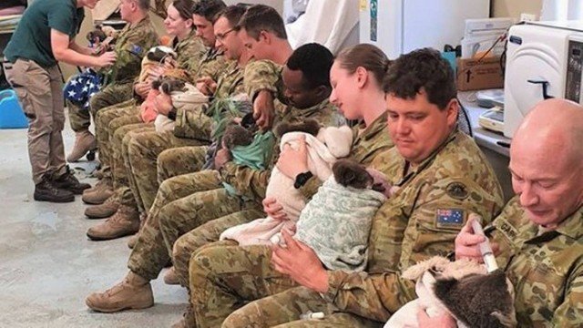 Fotos de soldados australianos amamentando coalas viralizou nas redes sociais